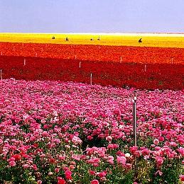 《吸血鬼莱恩：背叛》加强版新预告 性感美女杀敌